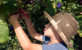 Vendemmia con i bambini: i consigli per raccogliere l’uva in famiglia