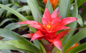 coltivare guzmania, guzmania cura, guzmania mantenimento