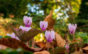 fiori autunnali nomi, fiori autunnali foto, fiori autunnali, fiori autunno