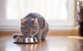 alimenti preferiti gatti