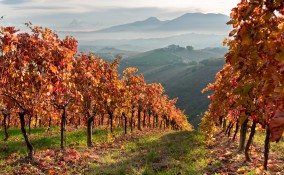 estate san martino, estate san martino data, estate san martino leggenda