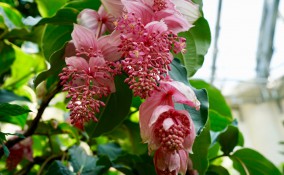 come curare medinilla, come coltivare medinilla