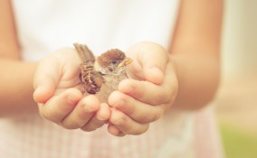 giornata della gentilezza 