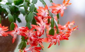 cactus natale come farlo rifiorire, schlumbergera come far rifiorire, cactus natale fiorire