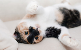 festa del gatto, 17 febbraio, origine Italia