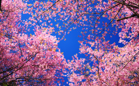 sfondi desktop primavera gratis, sfondi desktop primavera, immagini primavera