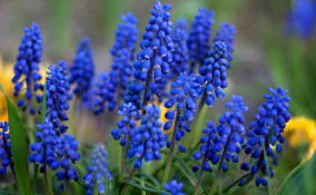 come coltivare muscari, coltivare muscari