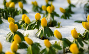 coltivare eranthis, coltivare aconito, coltivare anemone invernale