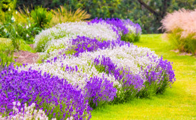 fiori estivi da giardino pieno sole, fiori estivi da giardino, fiori pieno sole