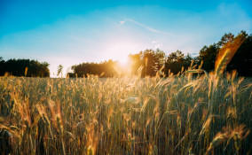 poesie giugno, poesie estate