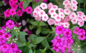 come coltivare flox, coltivare flox