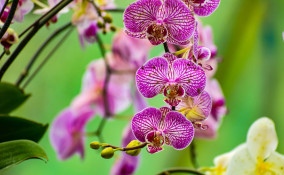 orchidea phalaenopsis cura, curare orchidea phalaenopsis