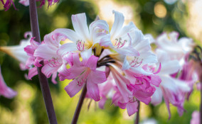 come coltivare amaryllis, coltivare amaryllis belladonna, coltivare amarillide