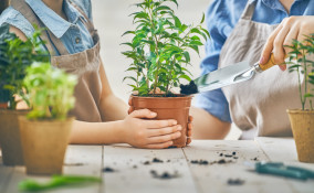 cura piante settembre