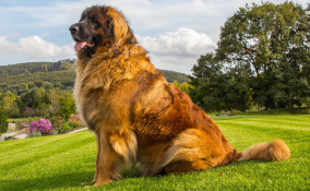 razze, cani, giganti