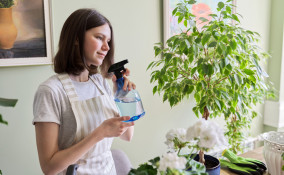 come coltivare ficus benjamin, come coltivare ficus beniamino