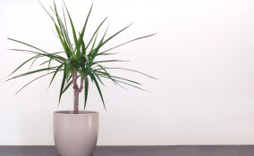 come coltivare dracena, coltivazione dracena