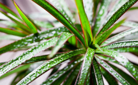 come coltivare tronchetto felicità, coltivazione tronchetto della felicità