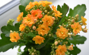 come curare kalanchoe, come coltivare kalanchoe