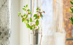 vasi sospesi piante fai da te, vasi sospesi fai da te, vasi sospesi piante