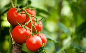sognare, pomodori, significato