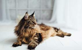 gatti, razze, appartamento