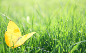 liliana segre frasi, giornata memoria frasi