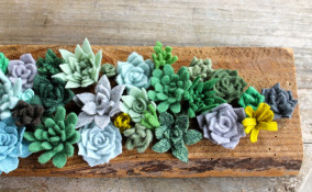 piante grasse feltro