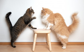 gatti, liti, territorio