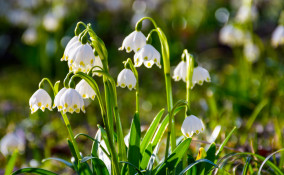 come coltivare campanellino, come coltivare leucojum