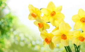 fiori gialli terrazza