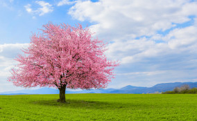 sfondi desktop paesaggi primaverili gratis, sfondi desktop primavera gratis 