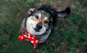 Adottare un cane anziano