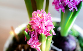 fiori primaverili profumati, fiori primavera profumati