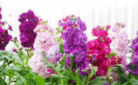 come coltivare violacciocche, coltivazione violacciocche