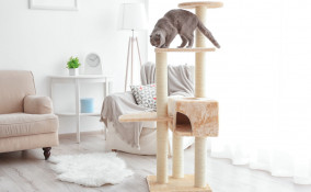 tiragraffi, gatti, modelli