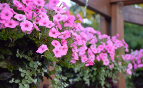 piante estive cascata