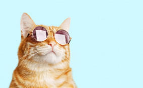 Quante vite hanno i gatti