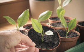 come piantare limone