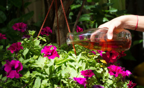 fertilizzanti casalinghi