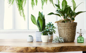 come togliere moscerini piante, come eliminare moscerini piante