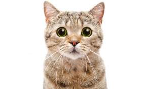 Nomi per gatti maschi