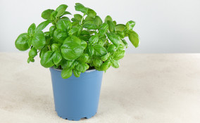 come coltivare basilico vaso, come coltivare basilico