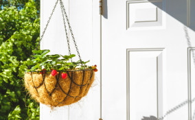 come coltivare fragole sospese, coltivazione fragole sospese