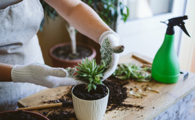 come rinvasare piante grasse, rinvaso piante grasse,come trapiantare piante grasse