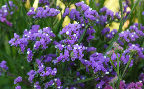 come coltivare statice, coltivazione statice