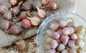 lampasioni, conserve, Puglia