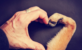 amore animali citazioni