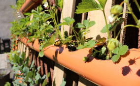 come coltivare fragole tubo orizzontale, come coltivare fragole 