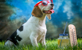 rinfrescare cane caldo